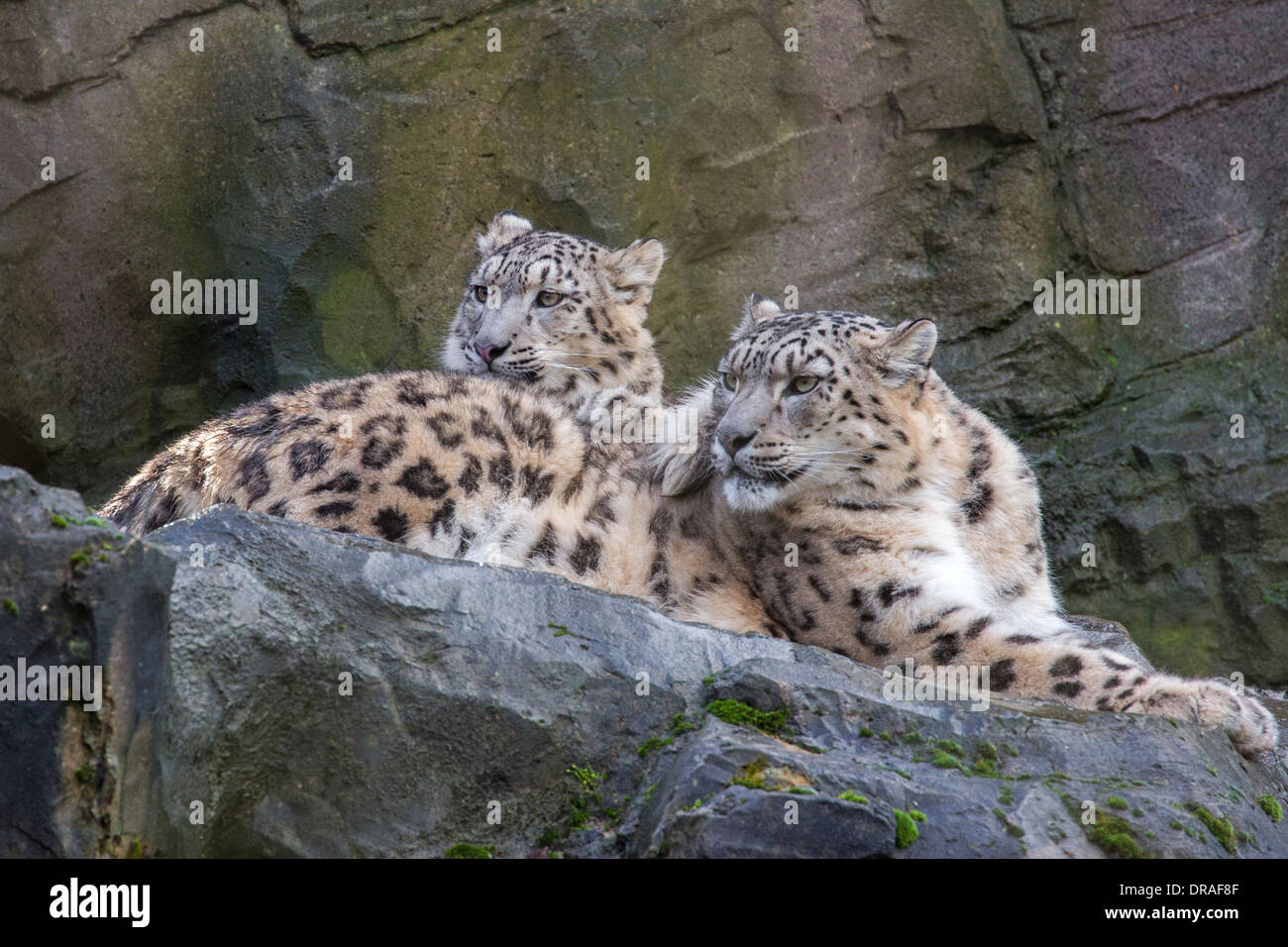 Snow Leopard with her 9 months old cub. Stock Photo
