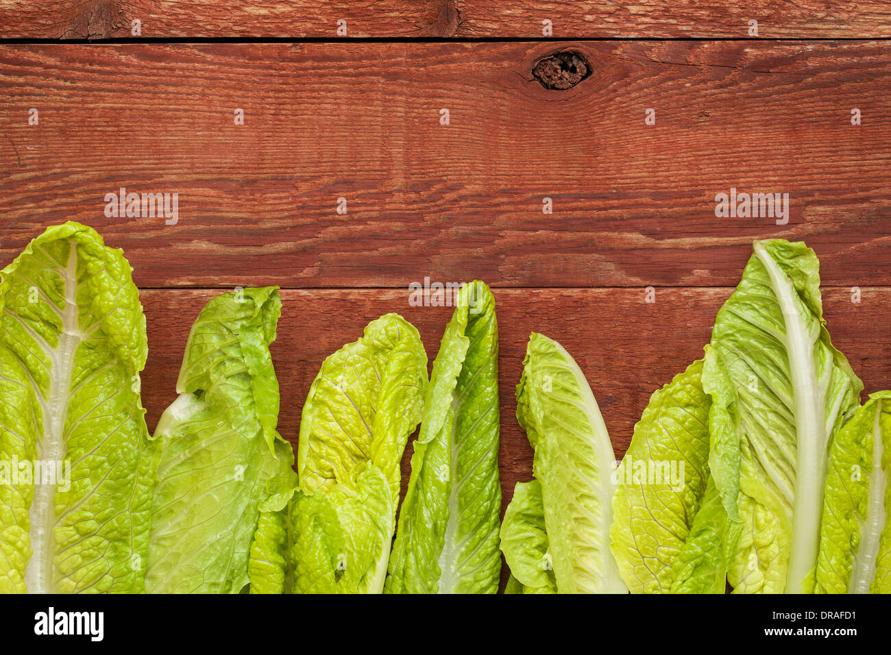 fresh green leaves of romaine lettuce against a grunge rustic barn wood table Stock Photo