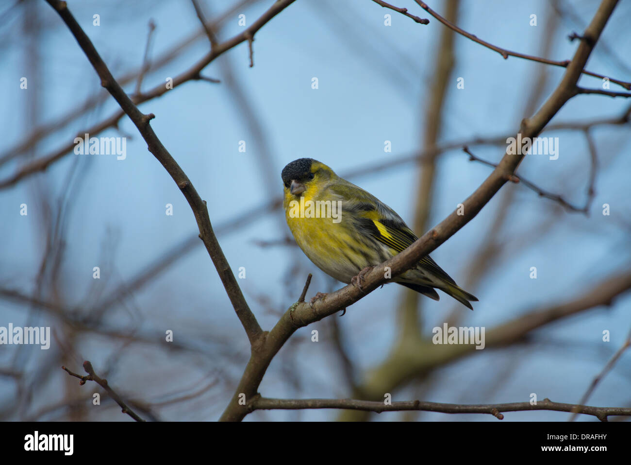 Siskin (Cardeulis spinus). Male perched on a twig Stock Photo