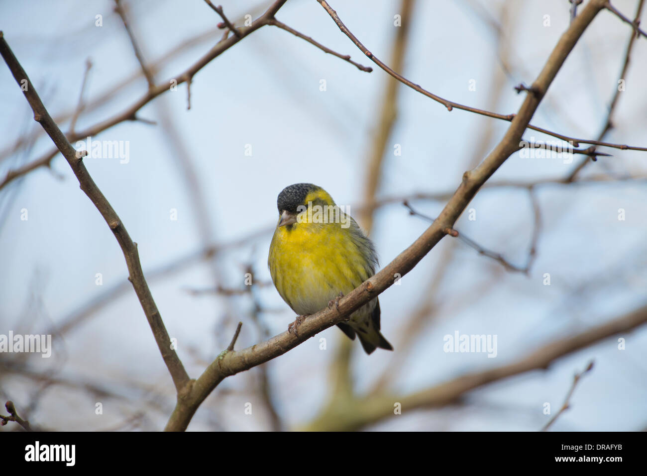 Siskin (Cardeulis spinus). Male perched on a twig. Stock Photo