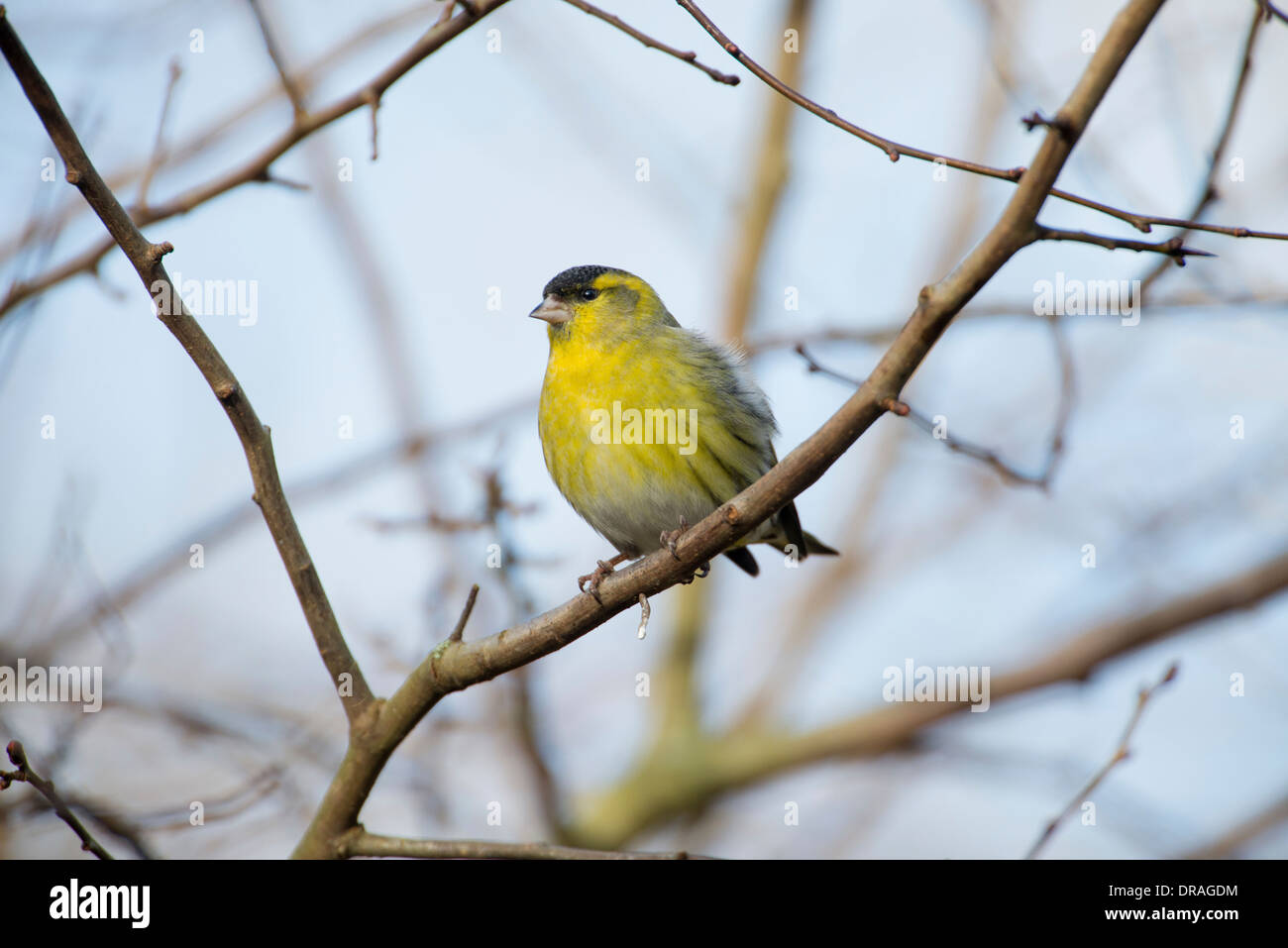 Siskin (Cardeulis spinus). Male perched on a twig. Stock Photo