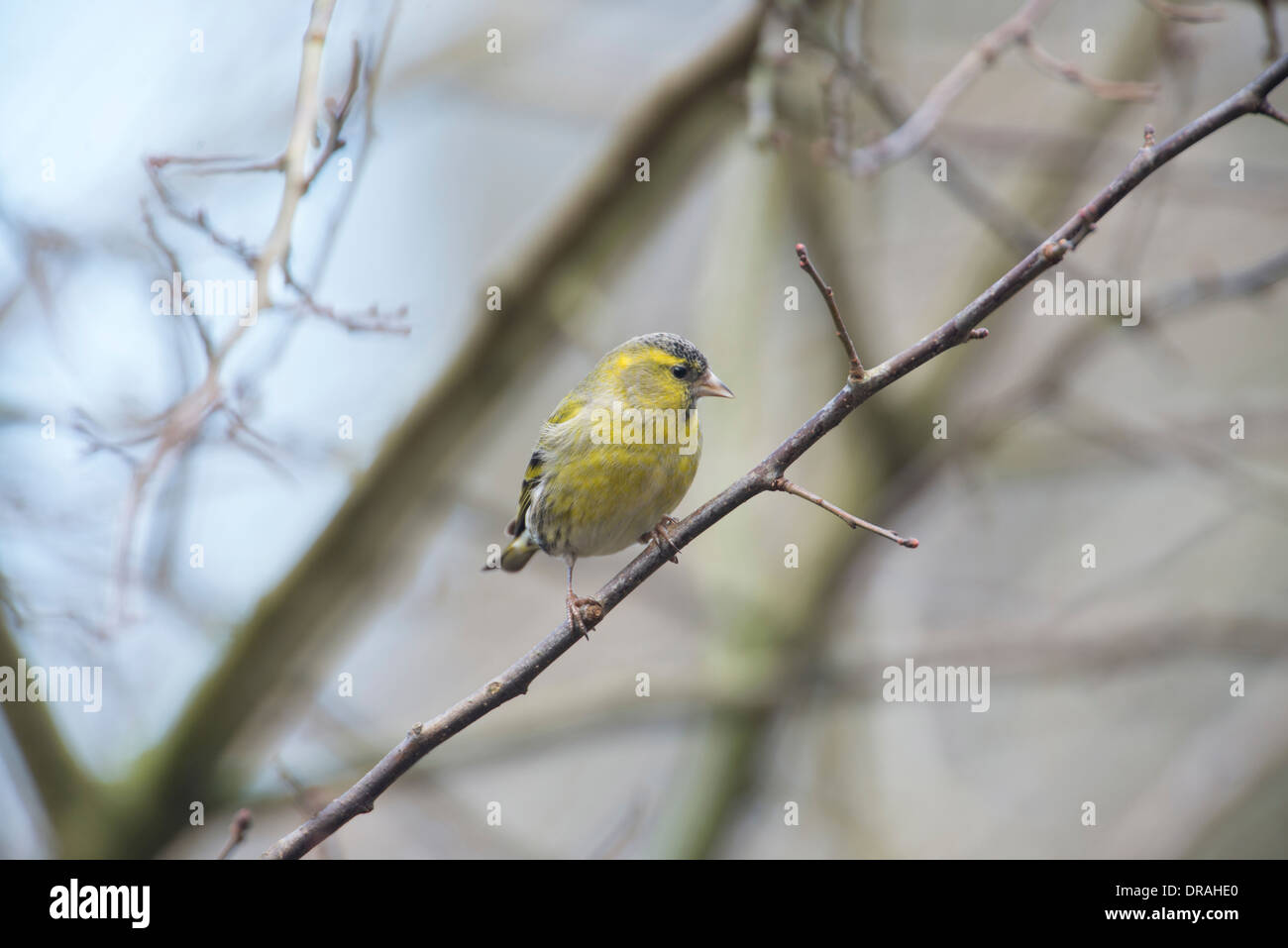 Siskin (Cardeulis spinus). Male perched on twig. Stock Photo