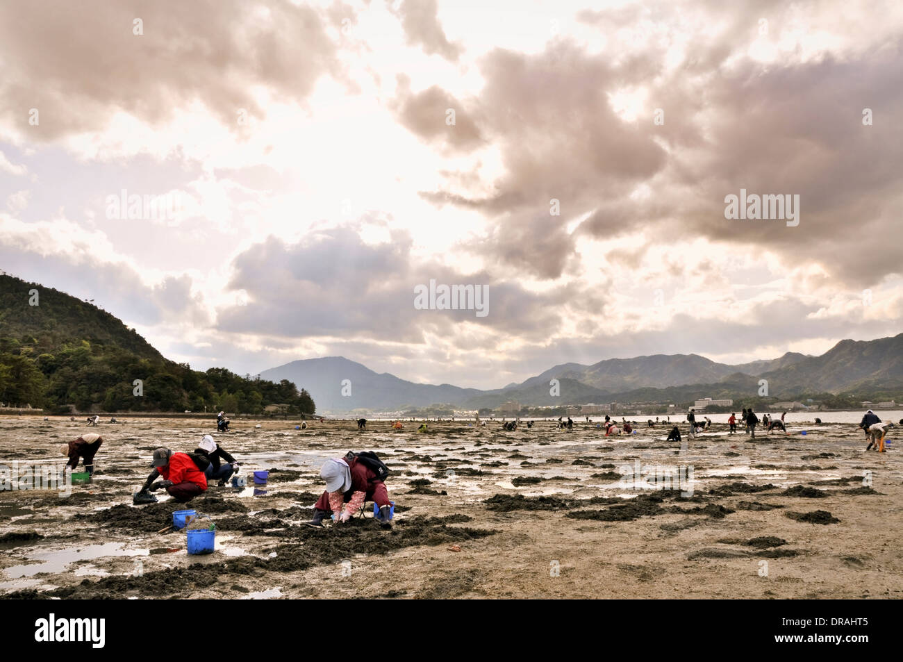 Japanese people looking for shells and seafood at low tide - Miyajima island, Shikoku, Japan Stock Photo