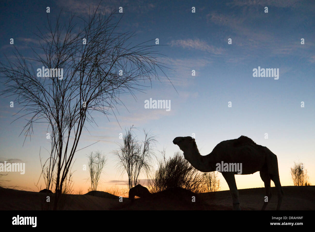 Camel silhouette in the sunset-  the Great Oriental Erg, desert of Sahara - Tunisia Stock Photo