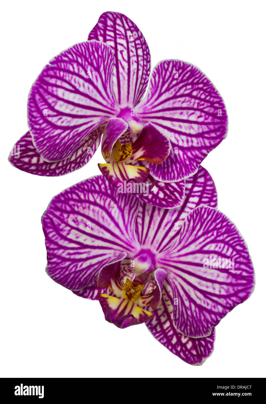 Pink Striped Phalaenopsis Orchid (Moth Orchid) Stock Photo