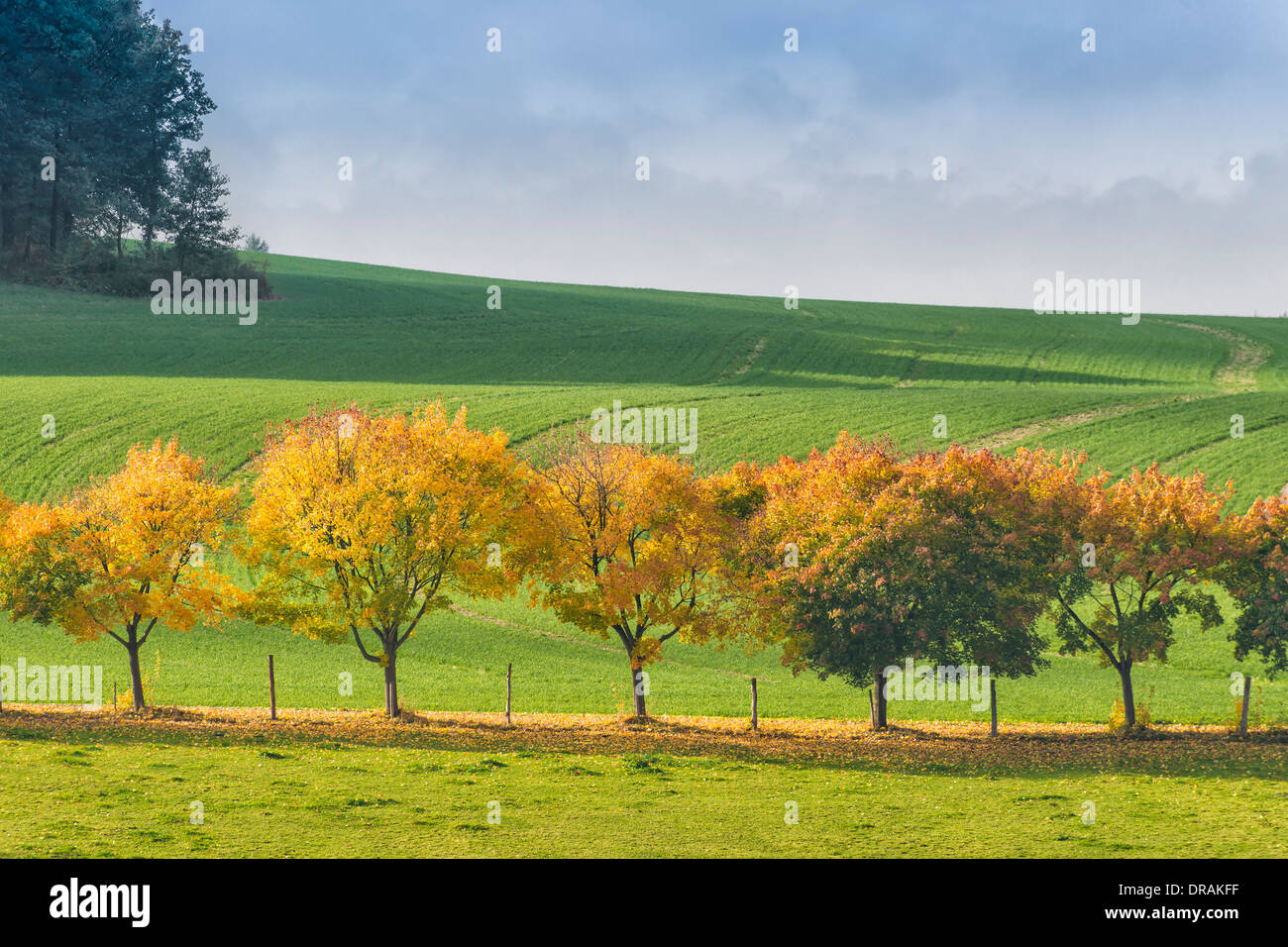 Saxon germany hi-res stock photography and images - Alamy