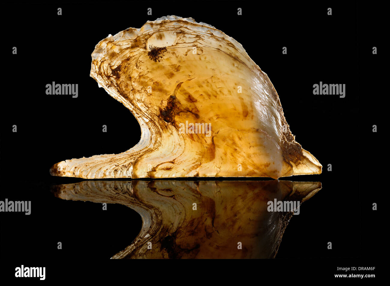 Pteria hirundo. Shell with two 'ears'. Wing oyster. Stock Photo