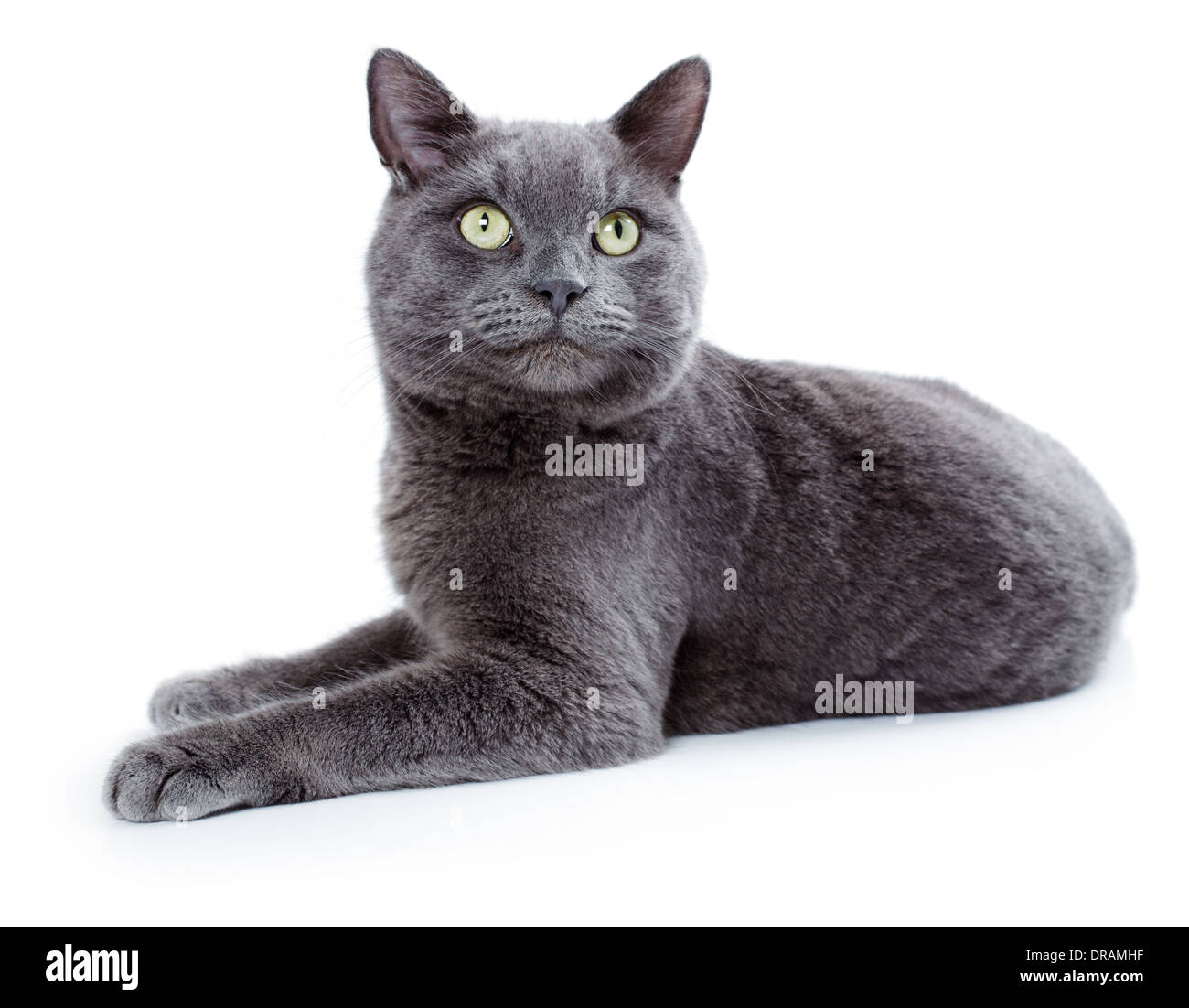 Maltese blue sale cat