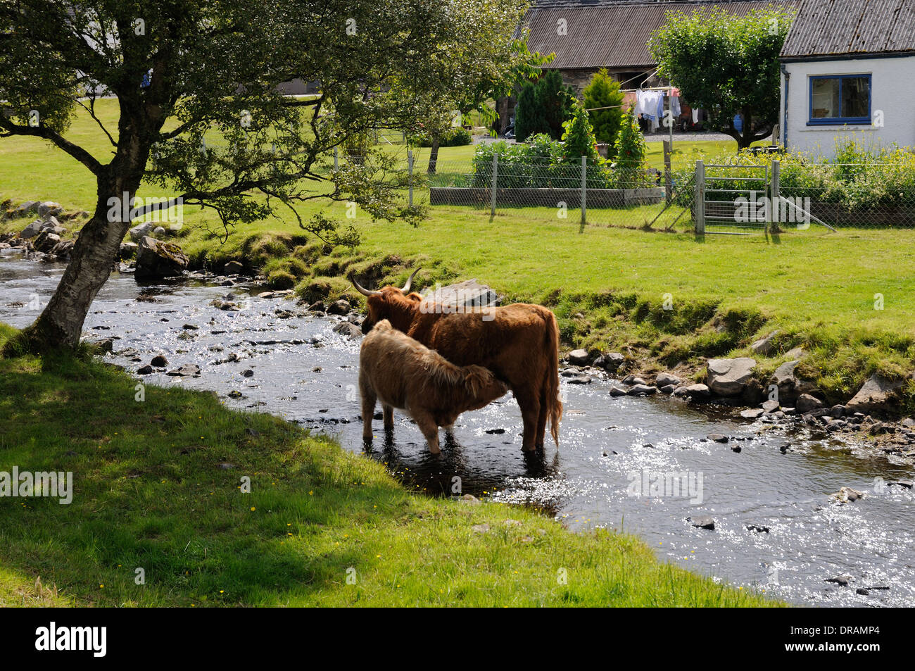 Highland cow suckling its calf in a burn, Duirinish, Ross and Cromarty, Scotland Stock Photo