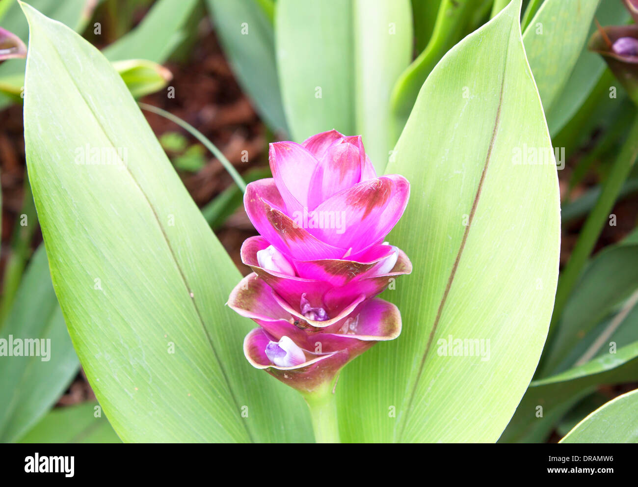 Curcuma alismatifolia, Siam tulip or summer tulip or dok krajiao is a tropical plant native to eastern Thailand Stock Photo