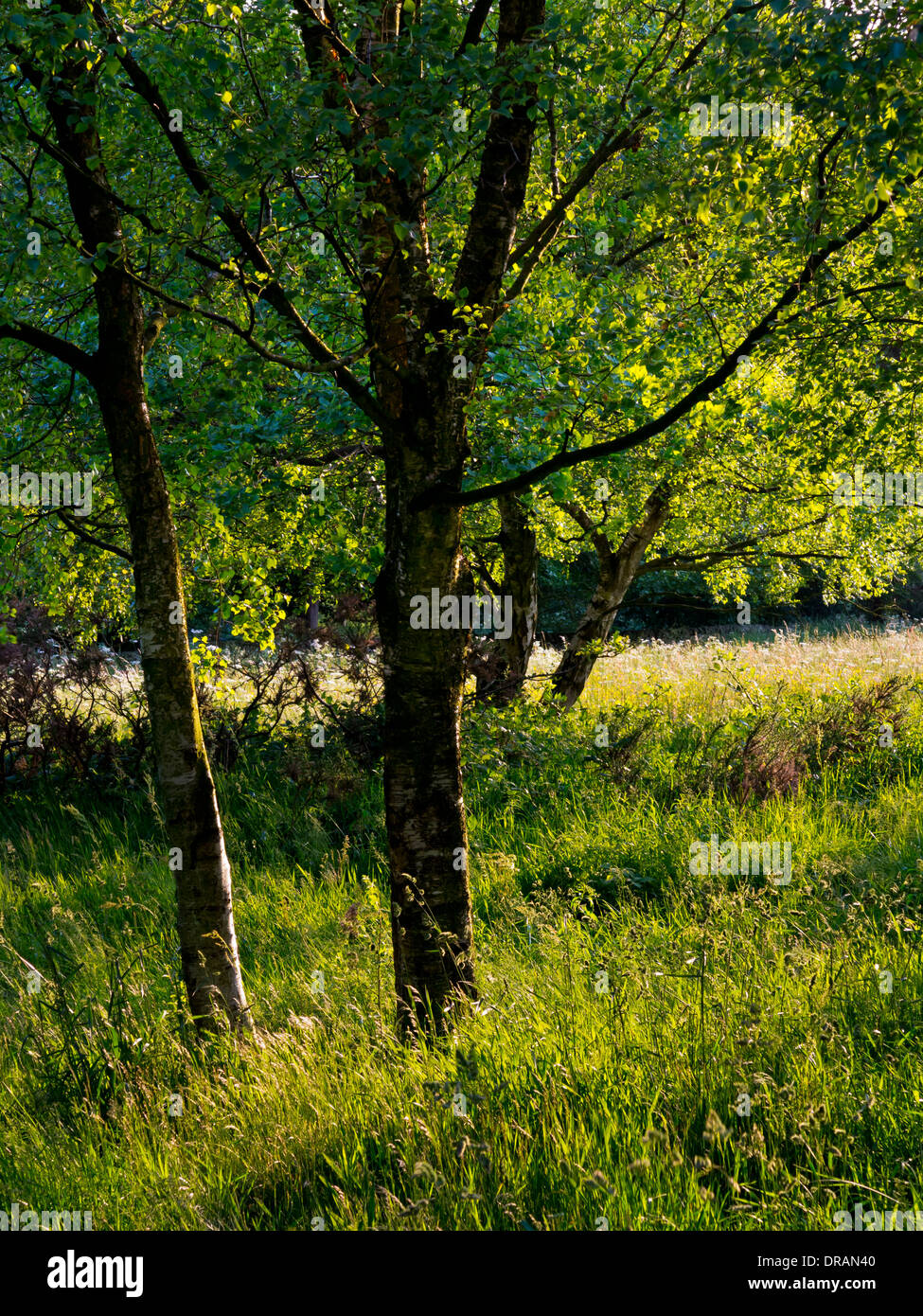 Small copse of silver birch Betula pendula trees in countryside near ...