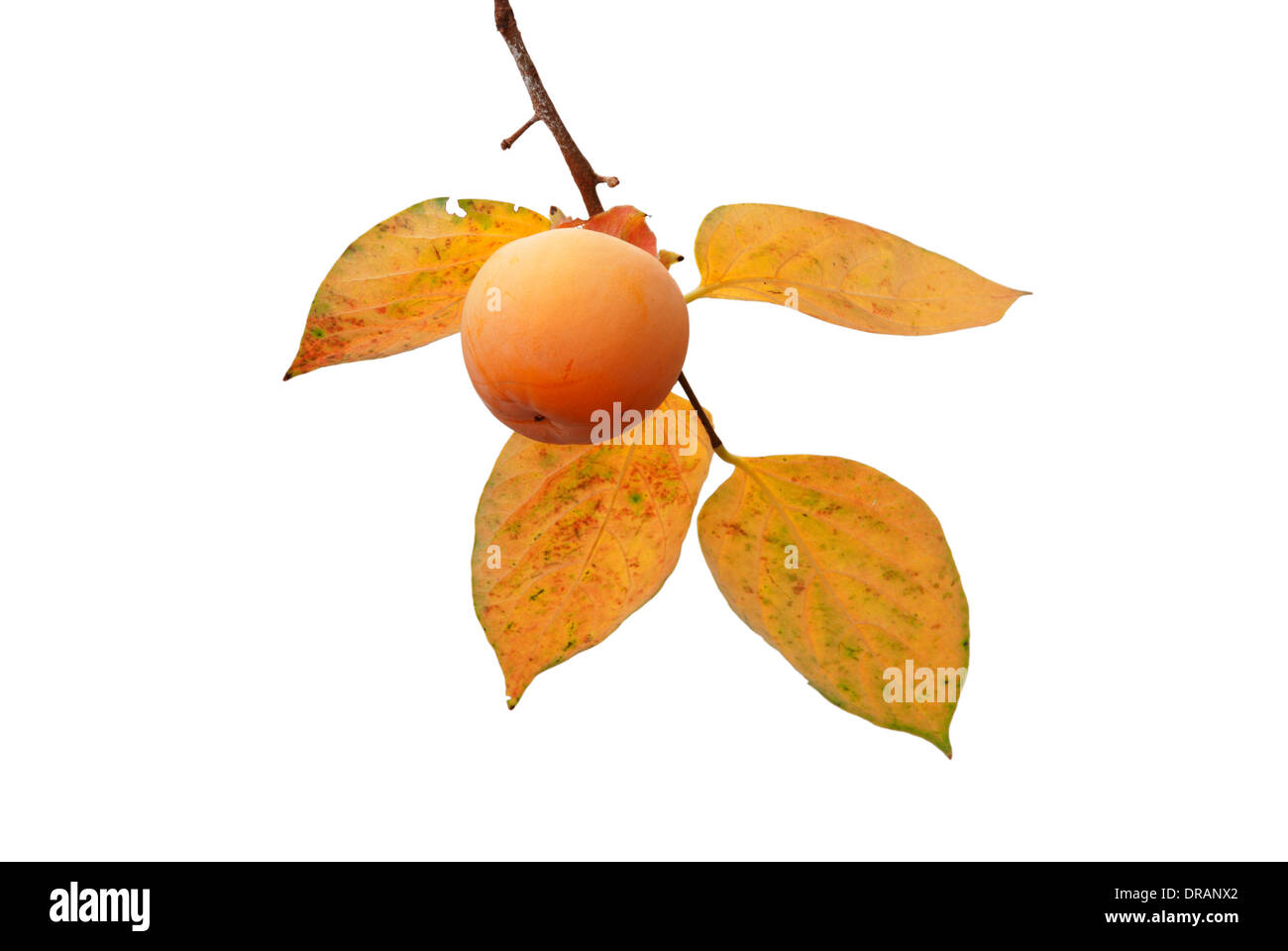 Persimmon fruit on the tree with autumn leaves isolated on white background Stock Photo