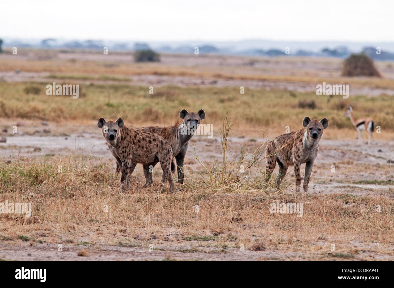 Three Spotted Hyenas Amboseli National Park Kenya Stock Photo