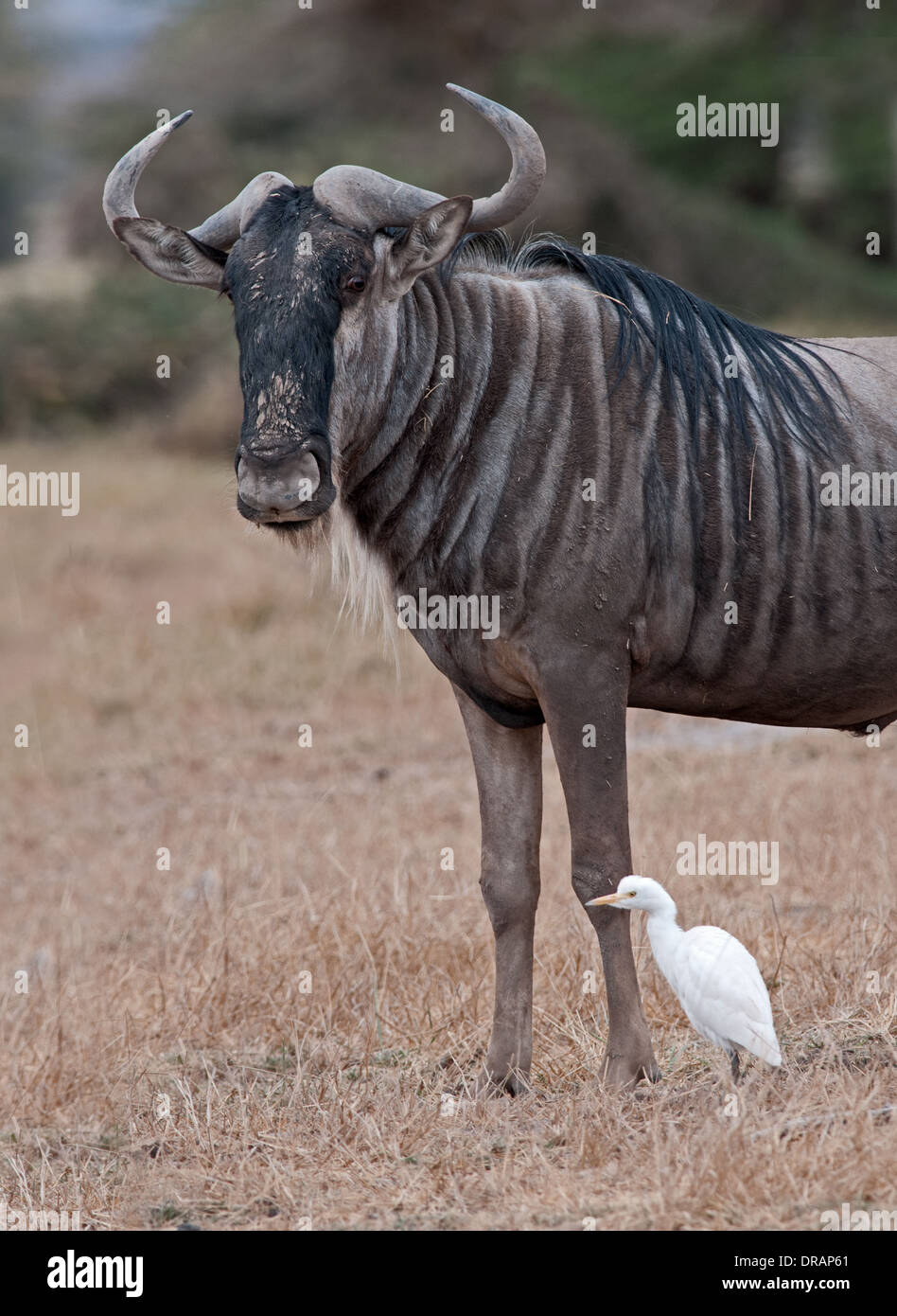 Wildebeest or White Bearded Gnu with Cattle Egret in Amboseli National Park Kenya Stock Photo