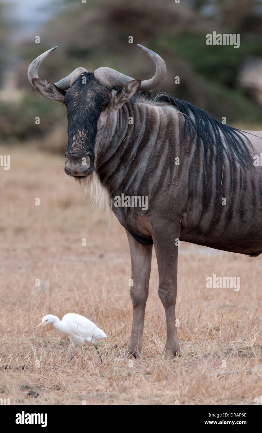 Wildebeest or White Bearded Gnu with Cattle Egret in Amboseli National Park Kenya Stock Photo