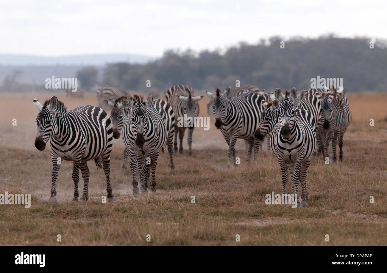 Common Zebra herd moving in evening light Amboseli National Park Kenya Stock Photo