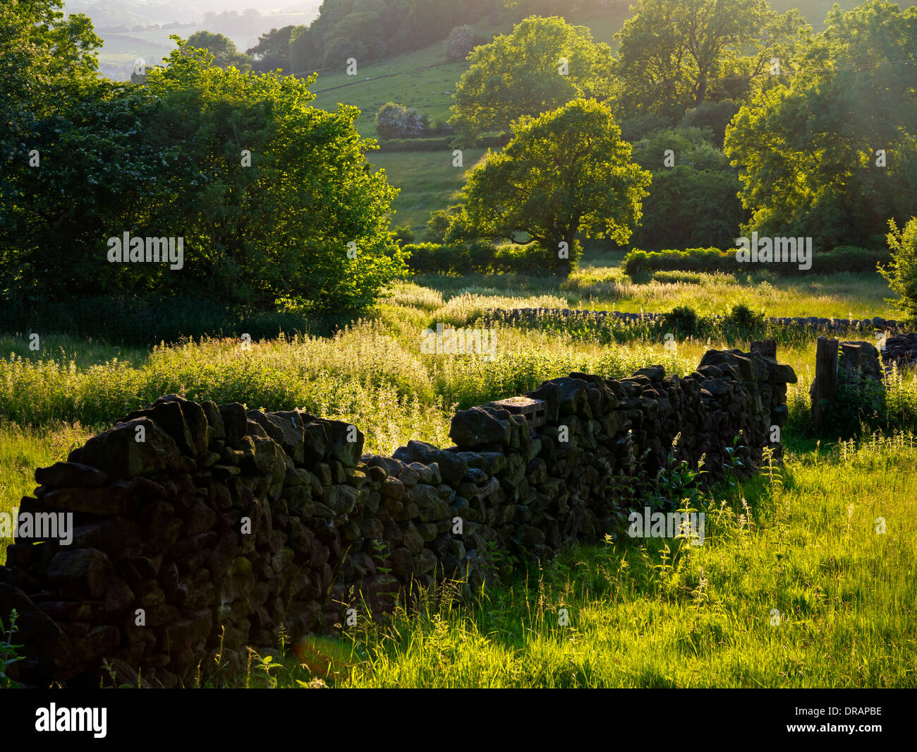 Traditional drystone wall with trees behind in summer evening sunshine Crich Amber Valley Derbyshire Peak District England UK Stock Photo