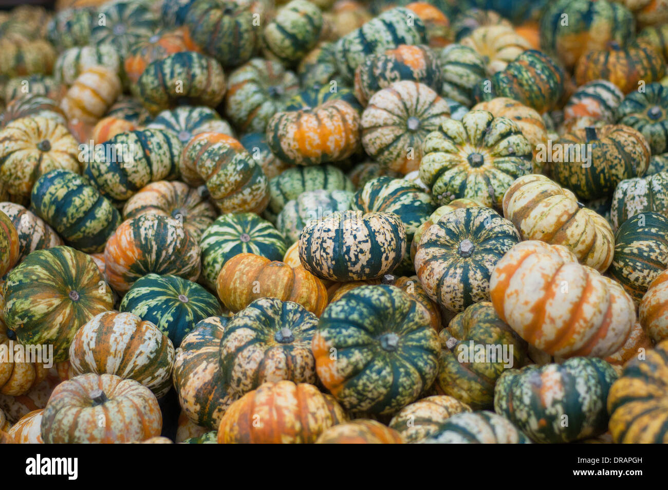 A large group of carnival squash Stock Photo Alamy