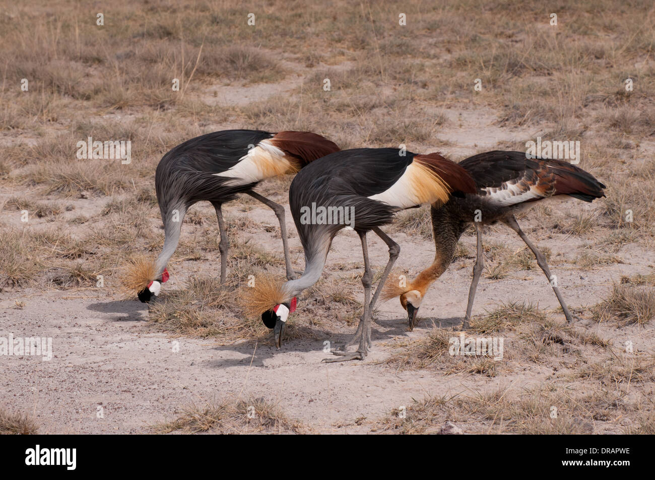 Two Crowned Cranes with half grown chick feeding in grassland in Amboseli National Park Kenya East Africa Stock Photo