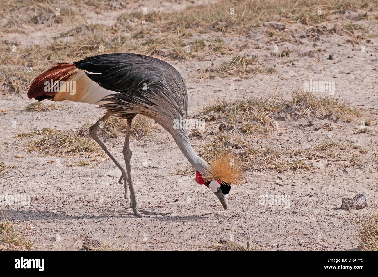 Crowned Crane feeding in grassland in Amboseli National Park Kenya East Africa Stock Photo