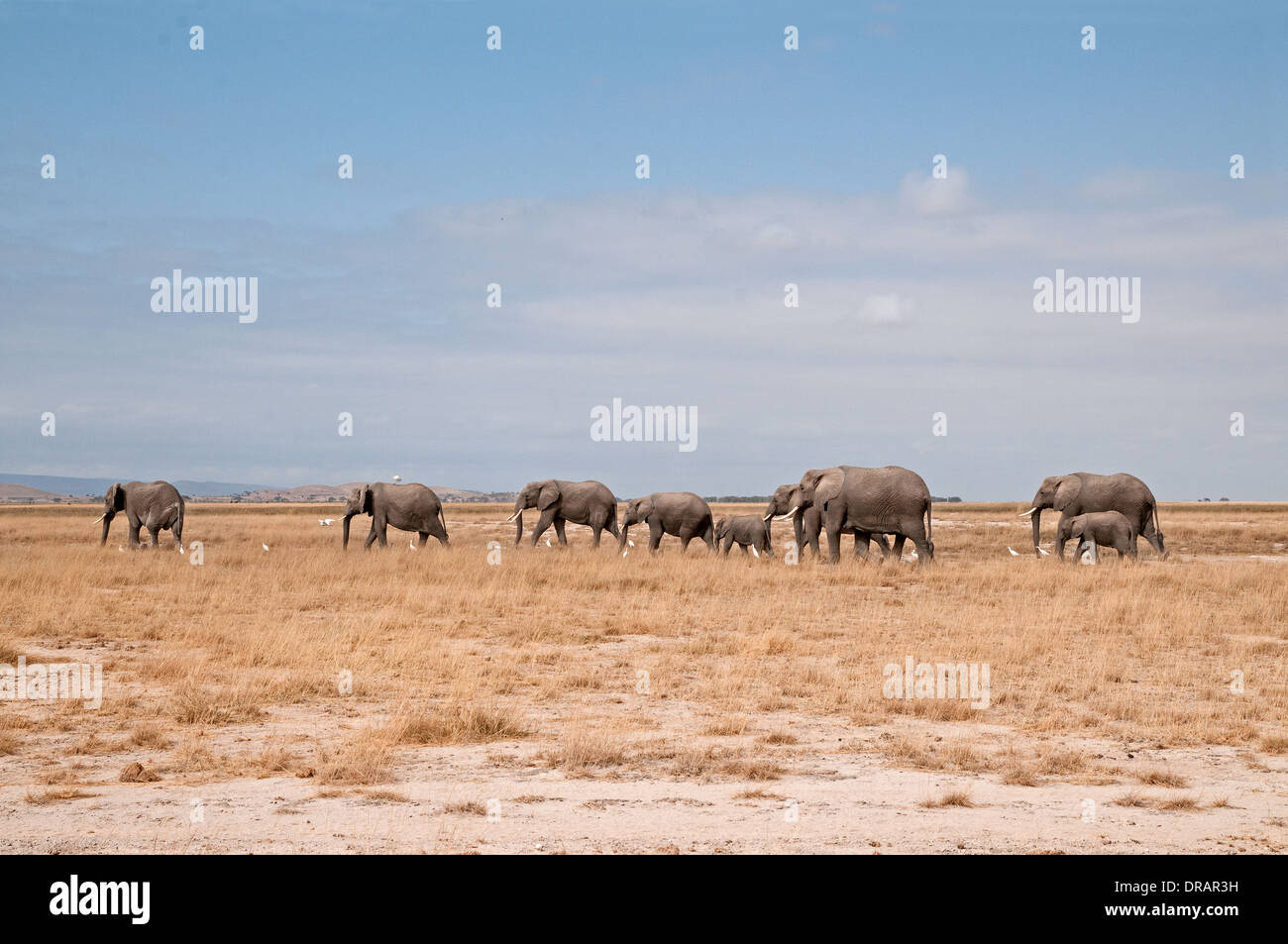 Family herd of adult female Elephants and calves on the move across the plains of Amboseli National Park Kenya East Africa Stock Photo