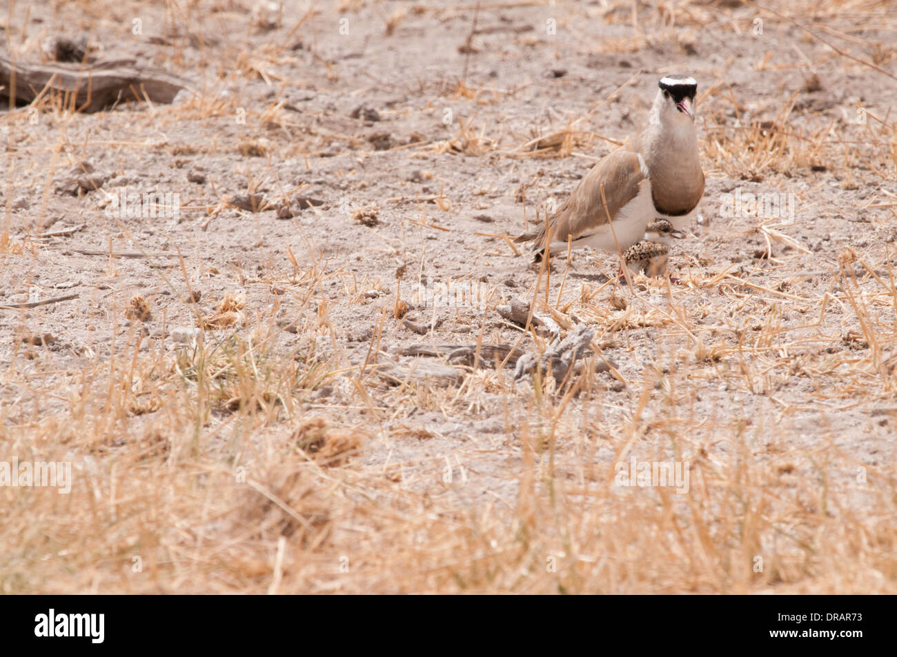 Crowned Plover with tiny chick on dried out grassland in Amboseli National Park Kenya East Africa Stock Photo