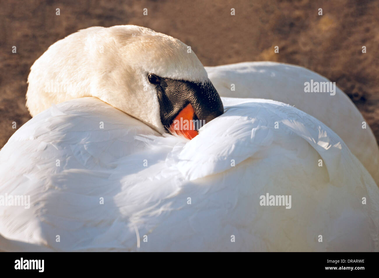 A Mute swan is resting Stock Photo