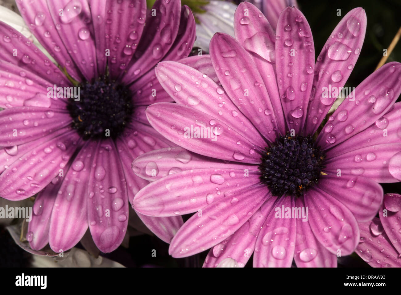 African Daisies Stock Photo