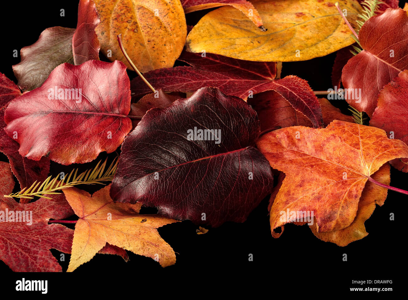 Colorful Fall / Autumn Leaves on a black background Stock Photo
