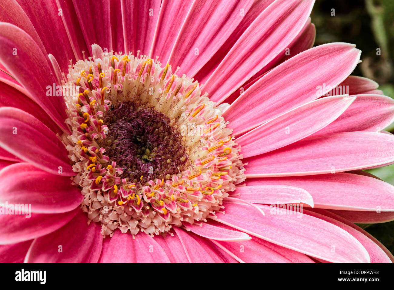 Pink Gerbera Flower Stock Photo