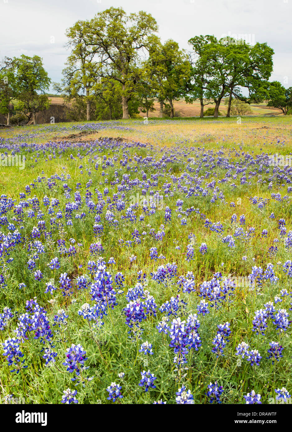 Northern California spring wildflowers Stock Photo Alamy