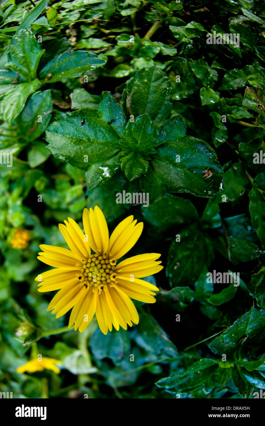 Yellow flower with green leafy background Stock Photo Alamy
