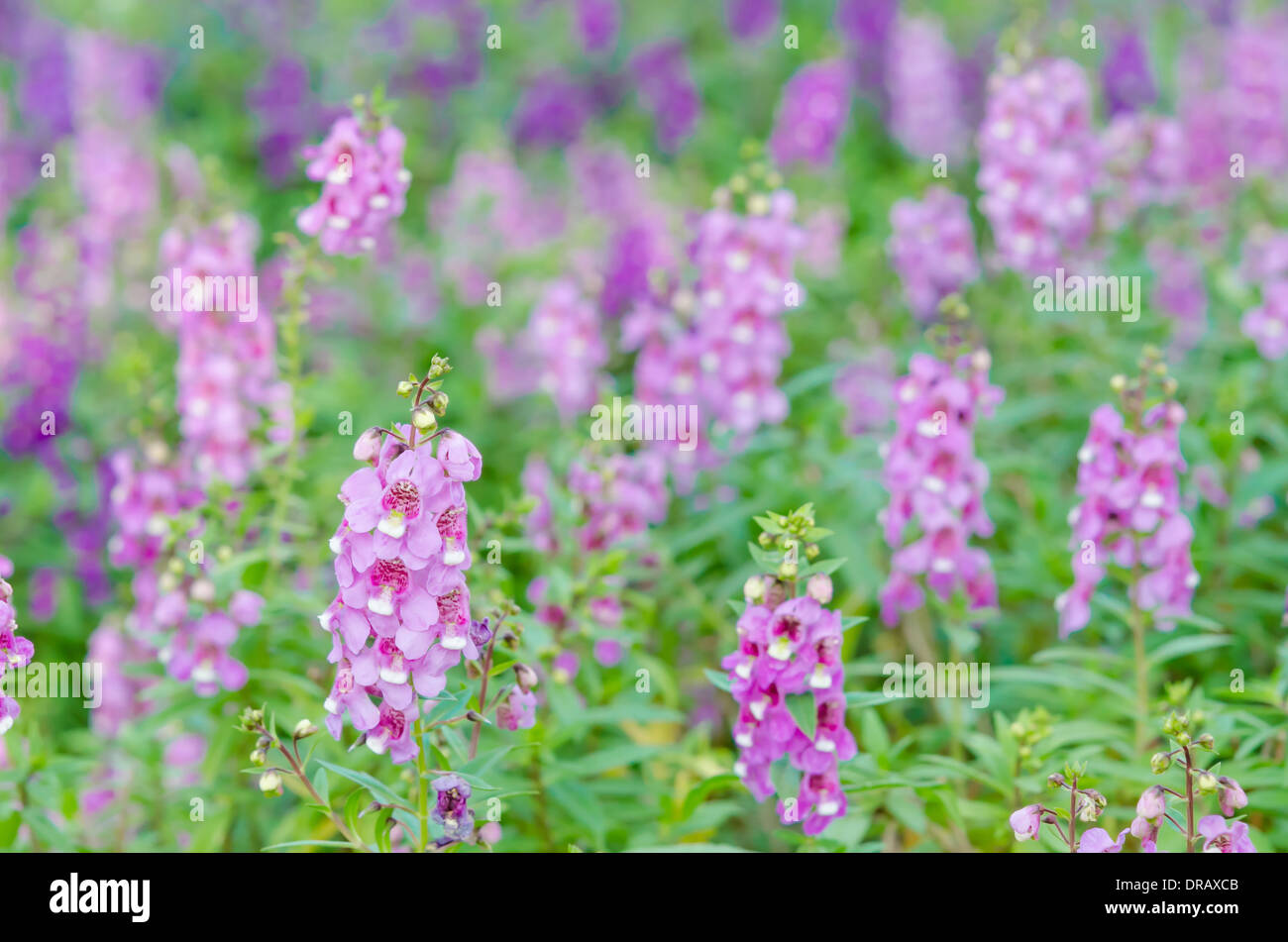 purple flowers in the field , beautiful flora Stock Photo - Alamy