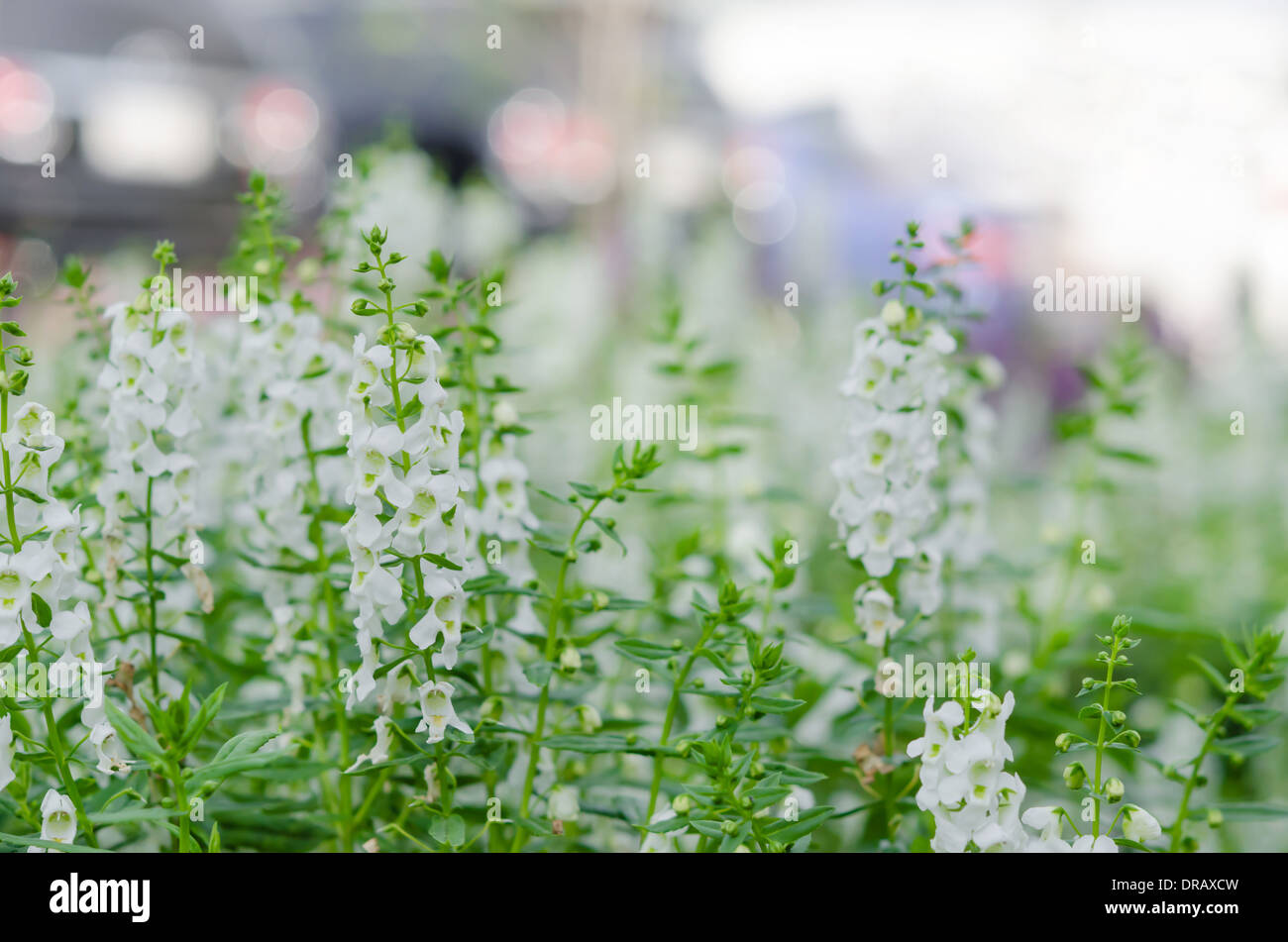 Flora white flowers hi-res stock photography and images - Alamy