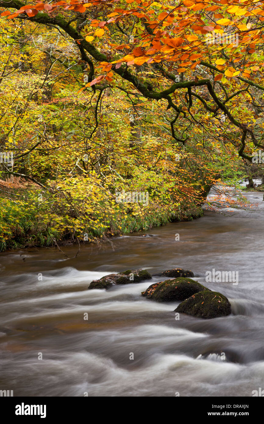 The fast flowing River Teign in autumn with leaves falling from the trees Stock Photo