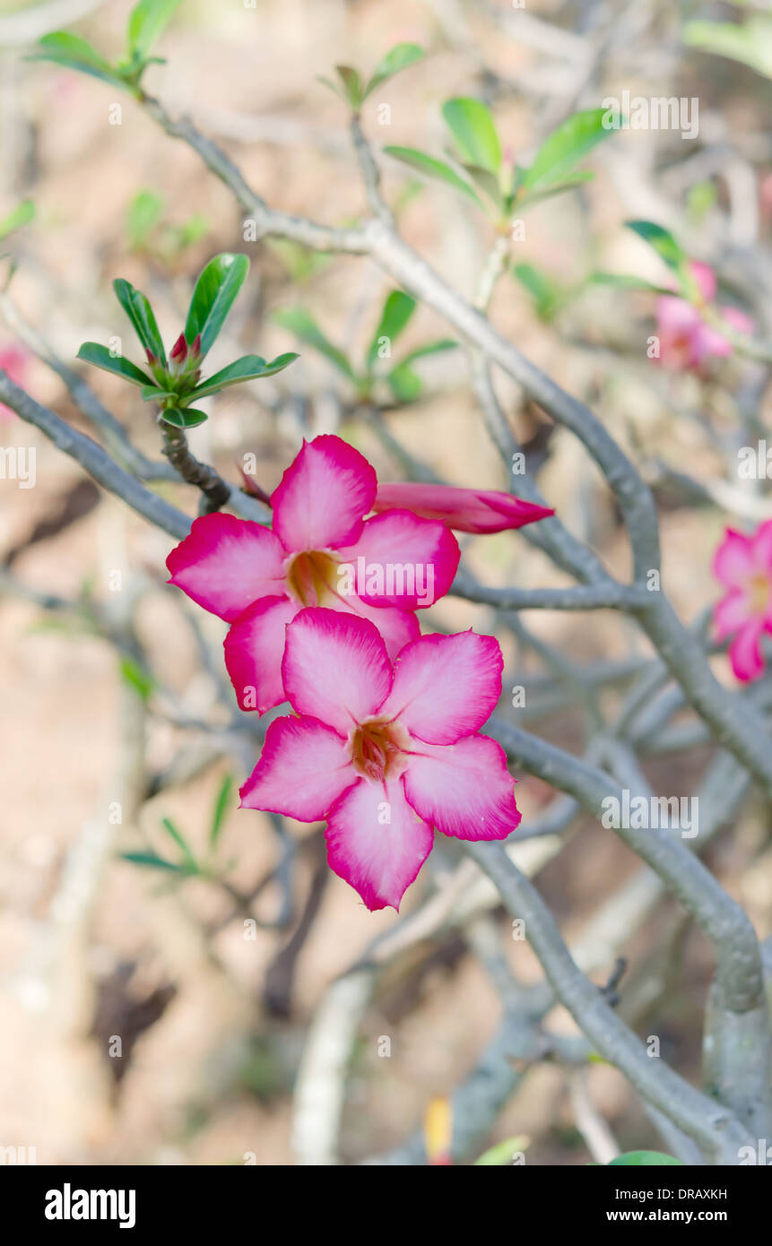 Beautiful desert rose hi-res stock photography and images - Alamy