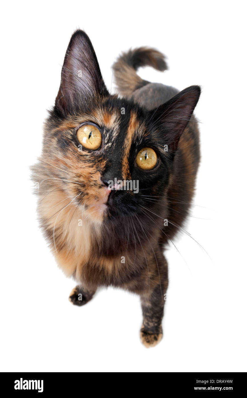 Funny Fisheye Business Cat Stock Photo - Download Image Now - Domestic Cat,  Fish-Eye Lens, Animal - iStock