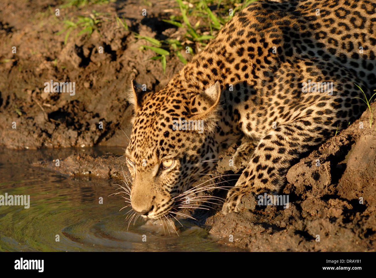 African Leopard drinking Stock Photo