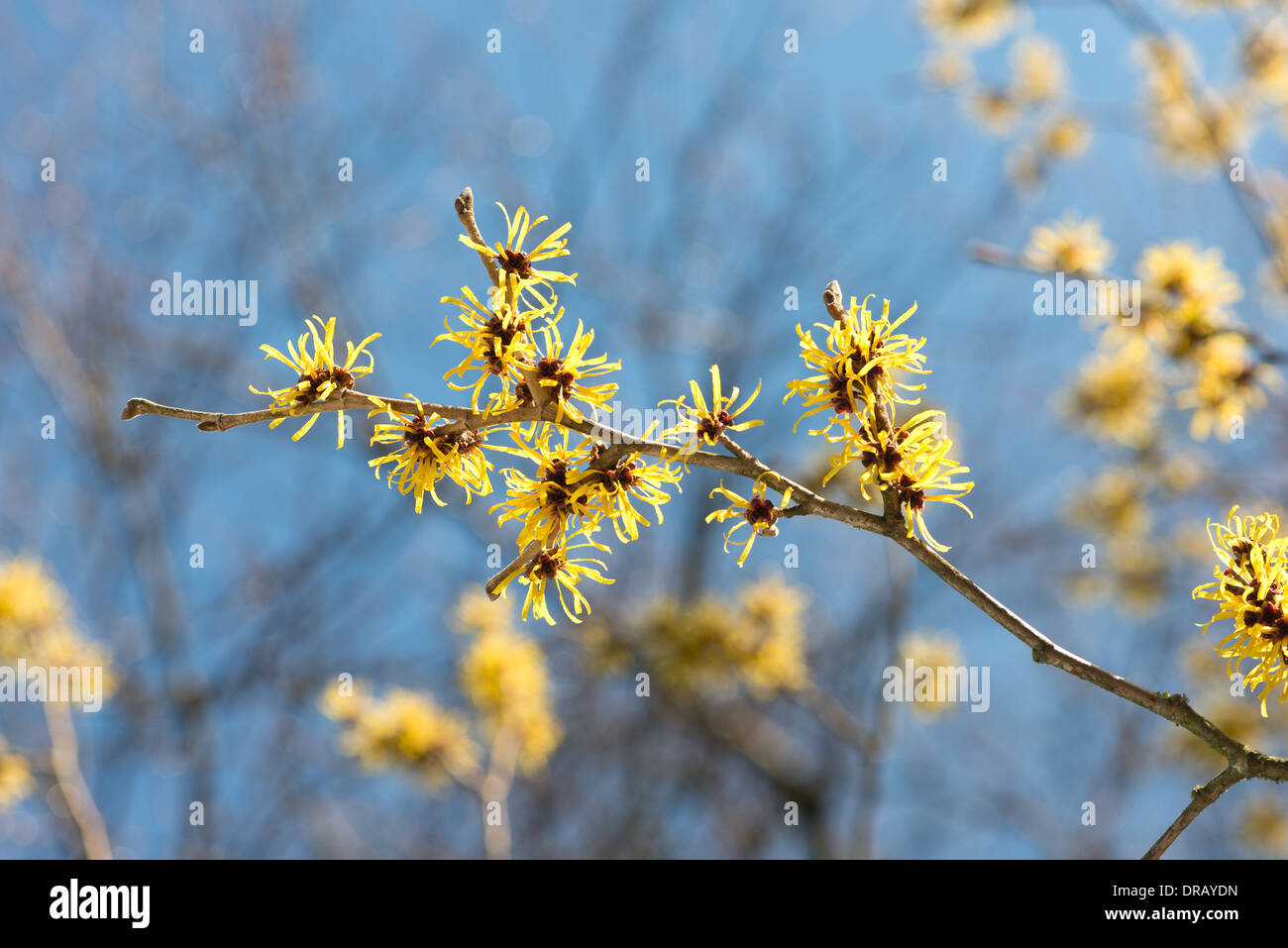 Blooming Witch Hazel Hamamelis mollis a deciduous winter flowering ...