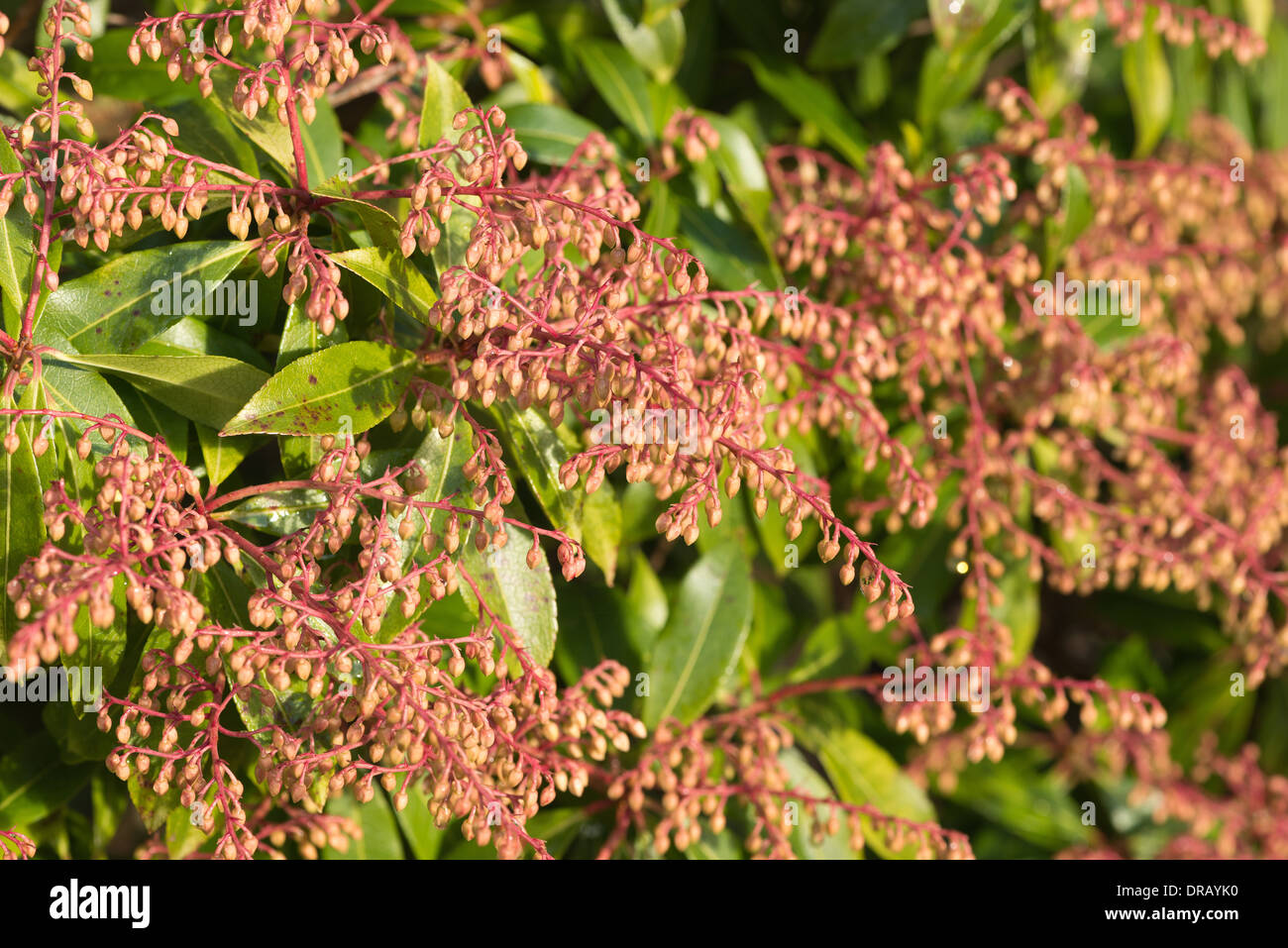 Early flower buds of Pieris forest flame an evergreen shrub and clone Stock Photo