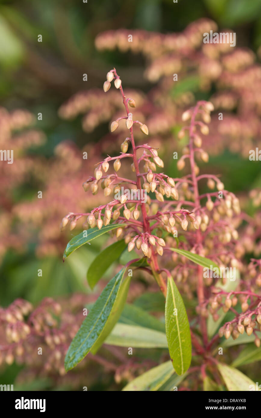 Early flower buds of Pieris forest flame an evergreen shrub and clone Stock Photo