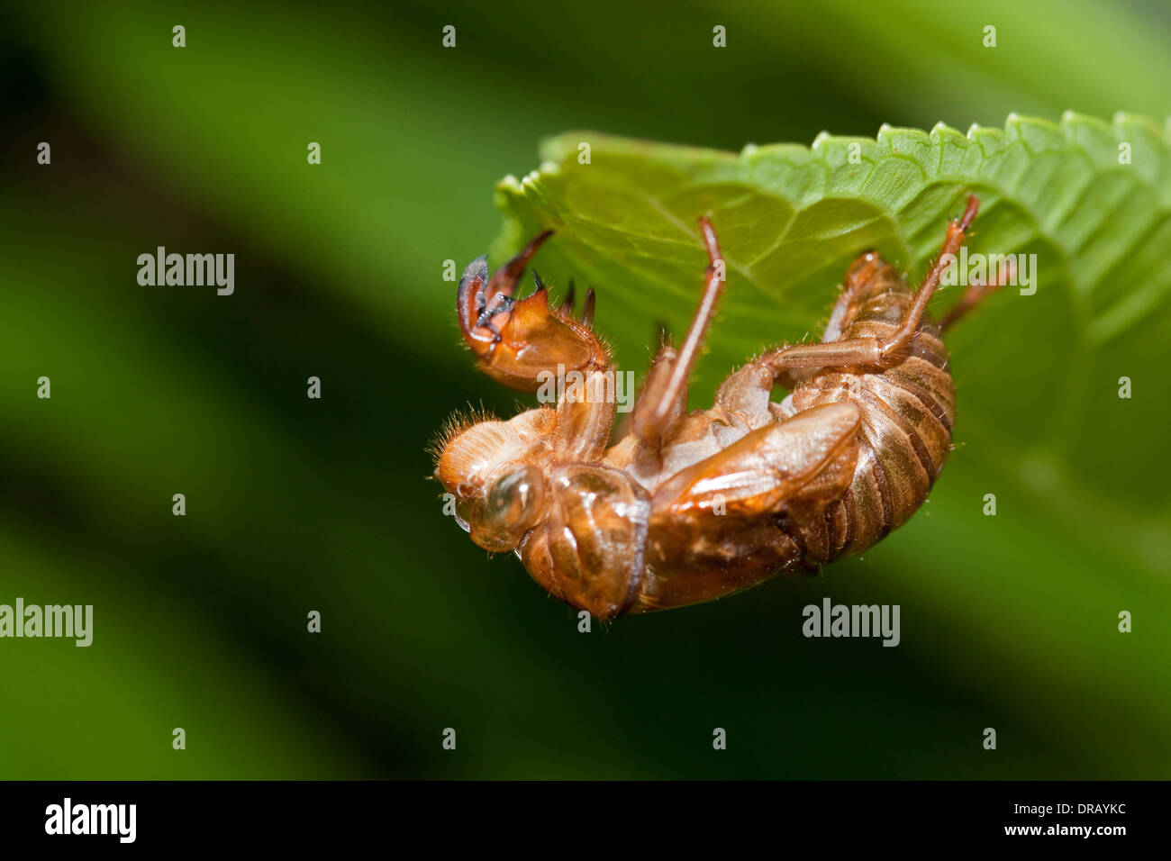 Cicada shell Stock Photo