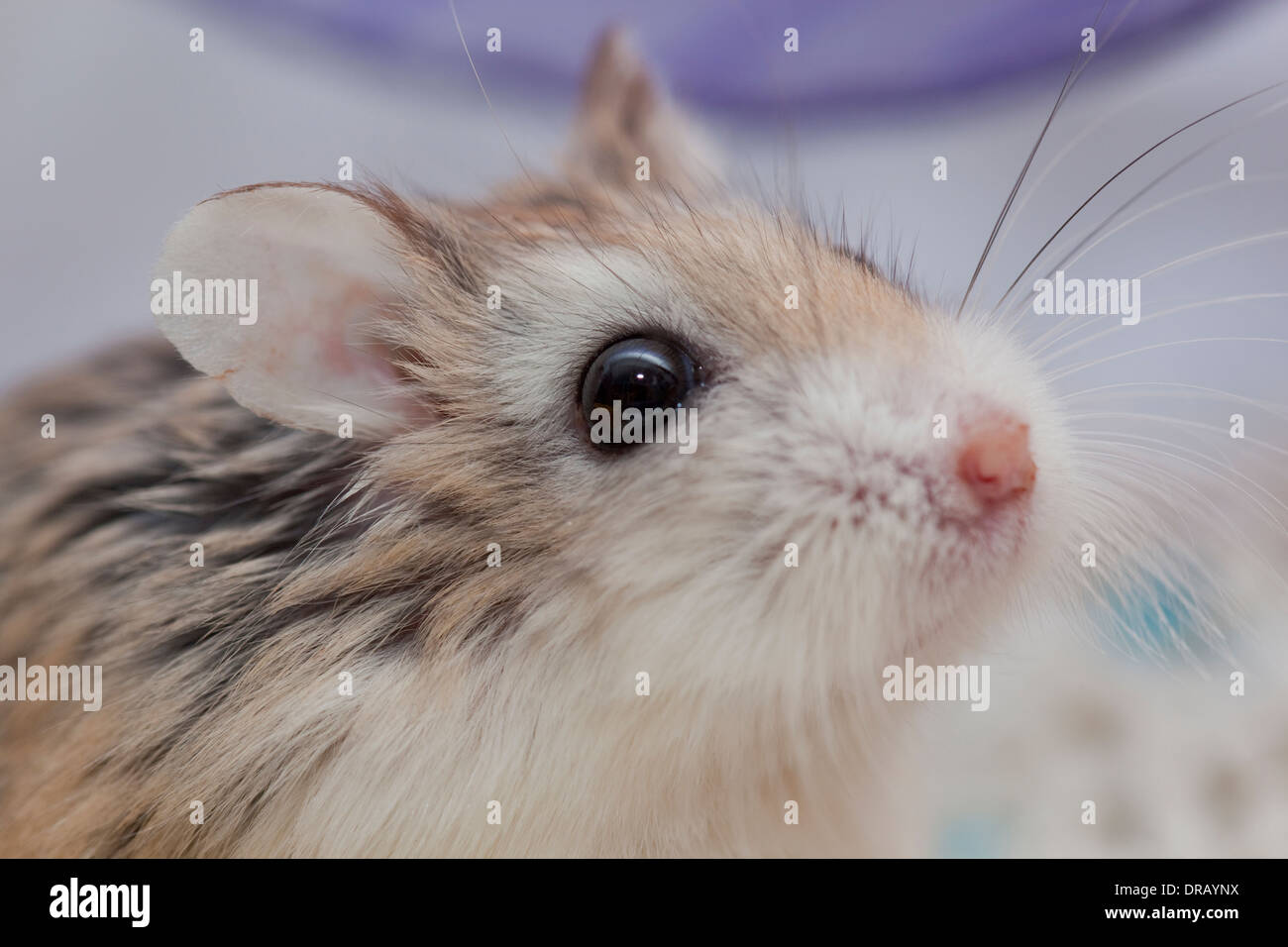 Hamster Stock Photo
