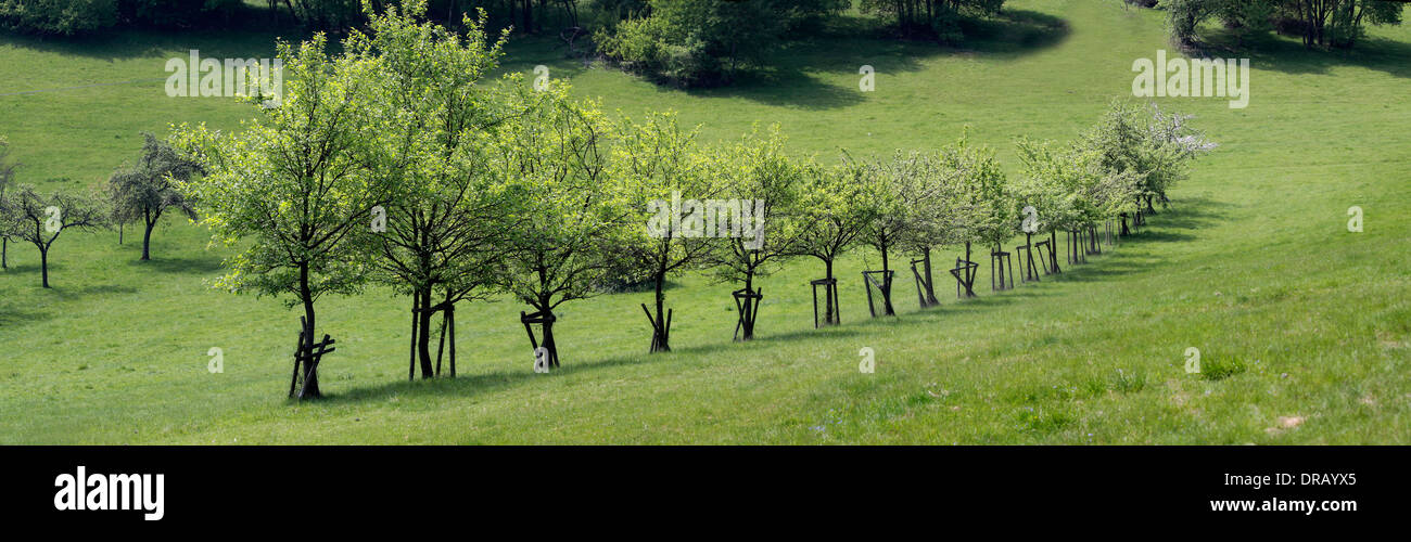 Row of trees in orchard in early summer Stock Photo