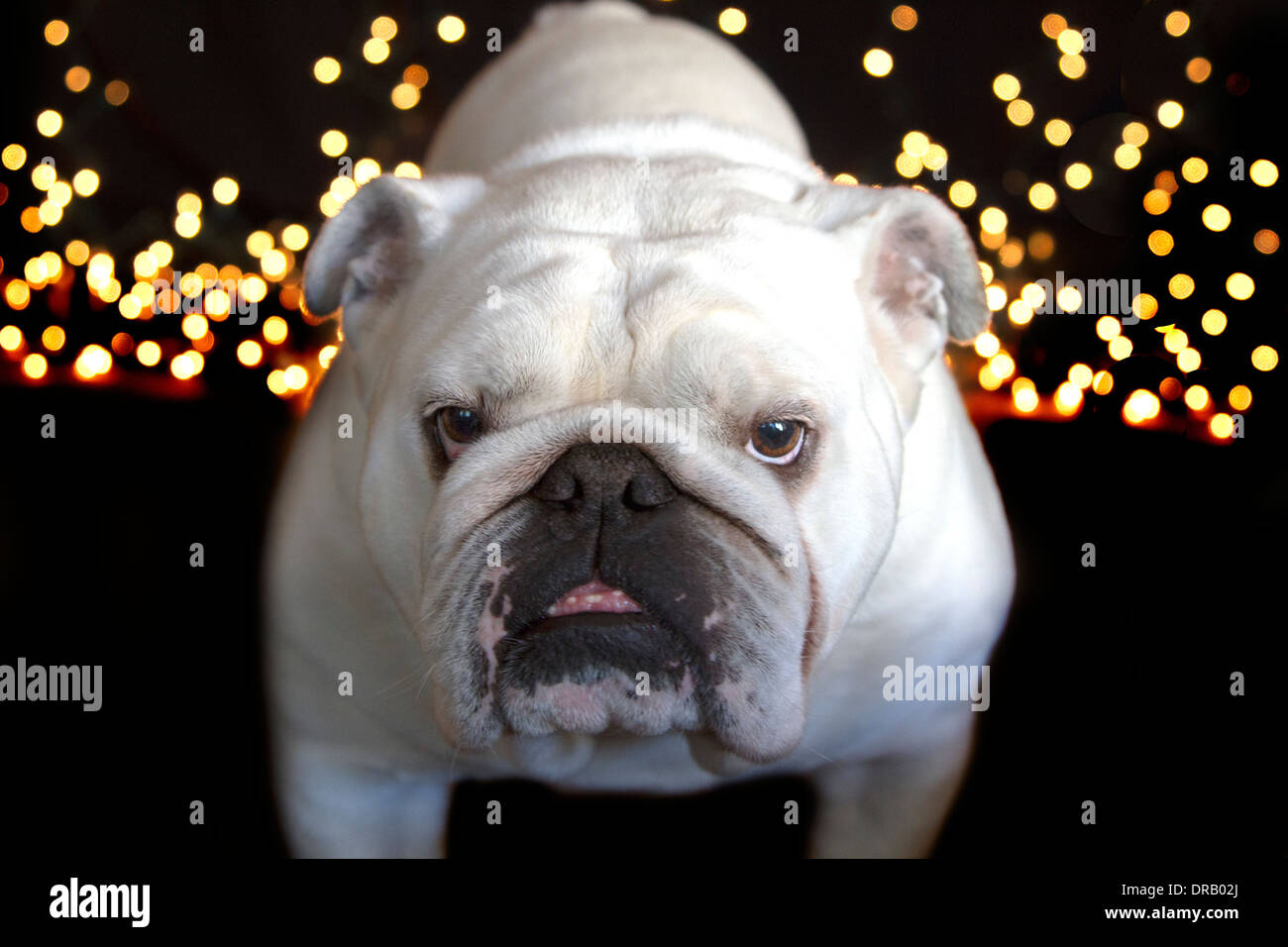 White Bulldog standing in front of white Christmas lights Stock Photo