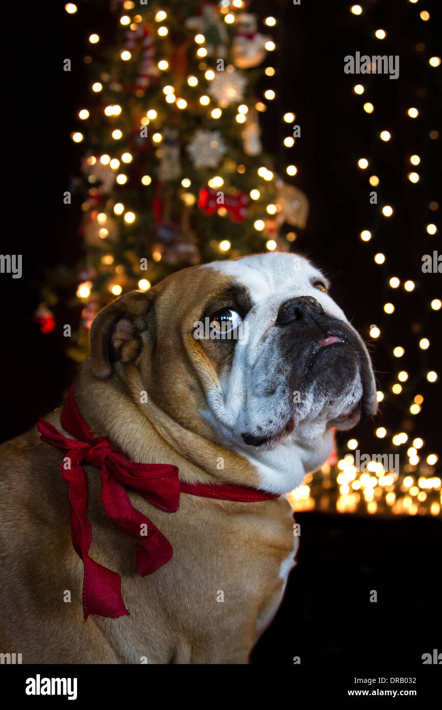 English Bulldog with red bow around her neck with white Christmas lights in the background Stock Photo