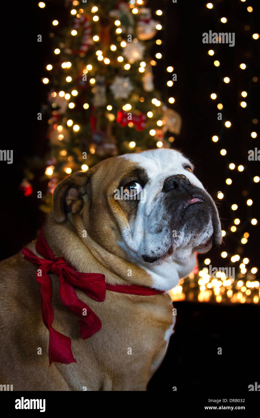 English Bulldog with red bow around her neck with white Christmas