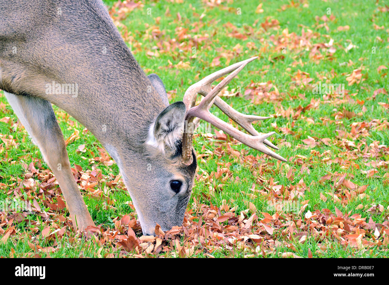 Whitetail Deer Buck standing in a field Stock Photo Alamy