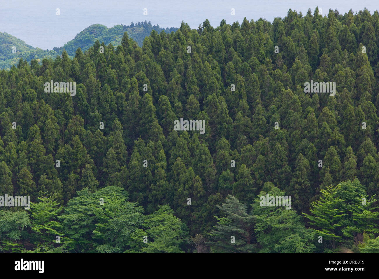 Izu, Shizuoka, Japan Stock Photo Alamy