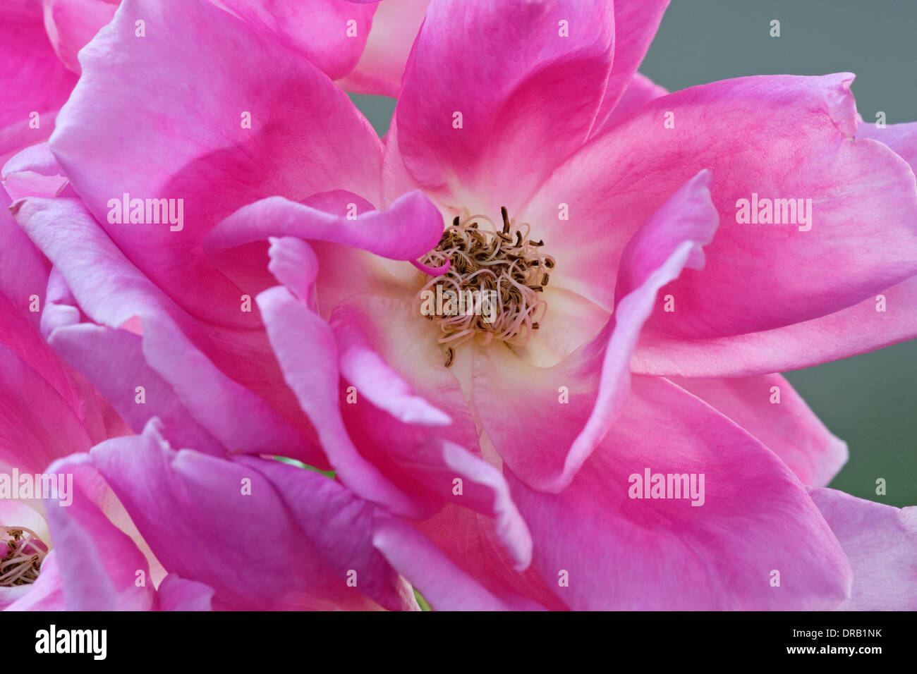 Rose (Rosa sp.), hybrid Stock Photo